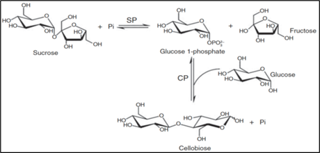 Figure 2. Enzymatic conversion of glucose and sucrose into Cellobiose and fructose. SP=sucrose phosphorylase;CP = CellobiosePhosphorylase (from Brucher and Häßler (Brucher and Häßler, 2019).